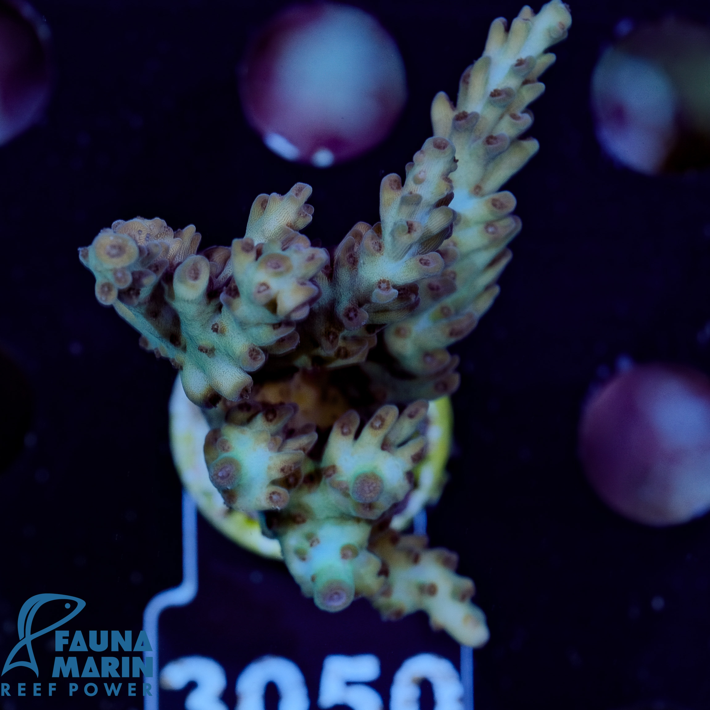 FMC Acropora Mint Green