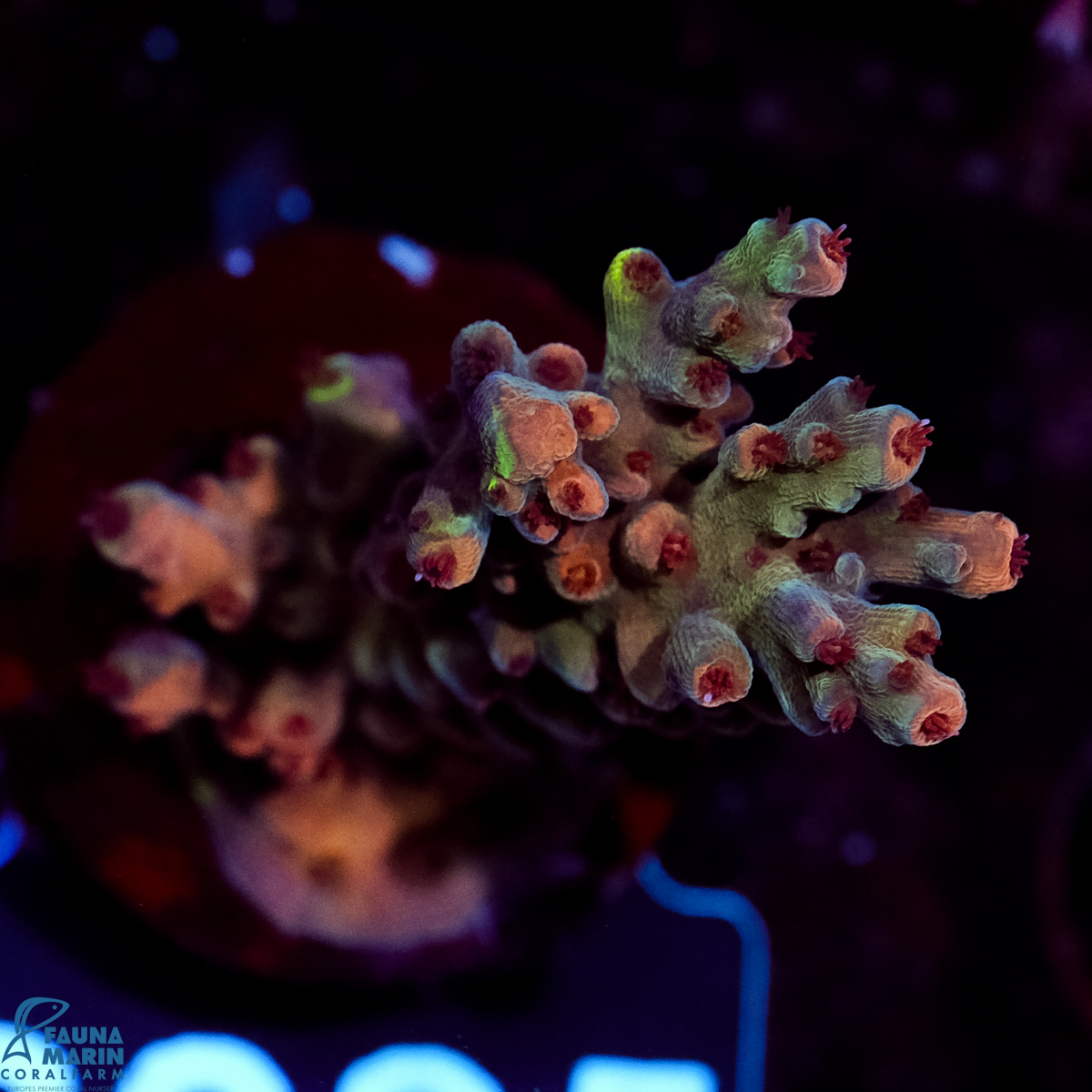 FMC Acropora Aussi Frag