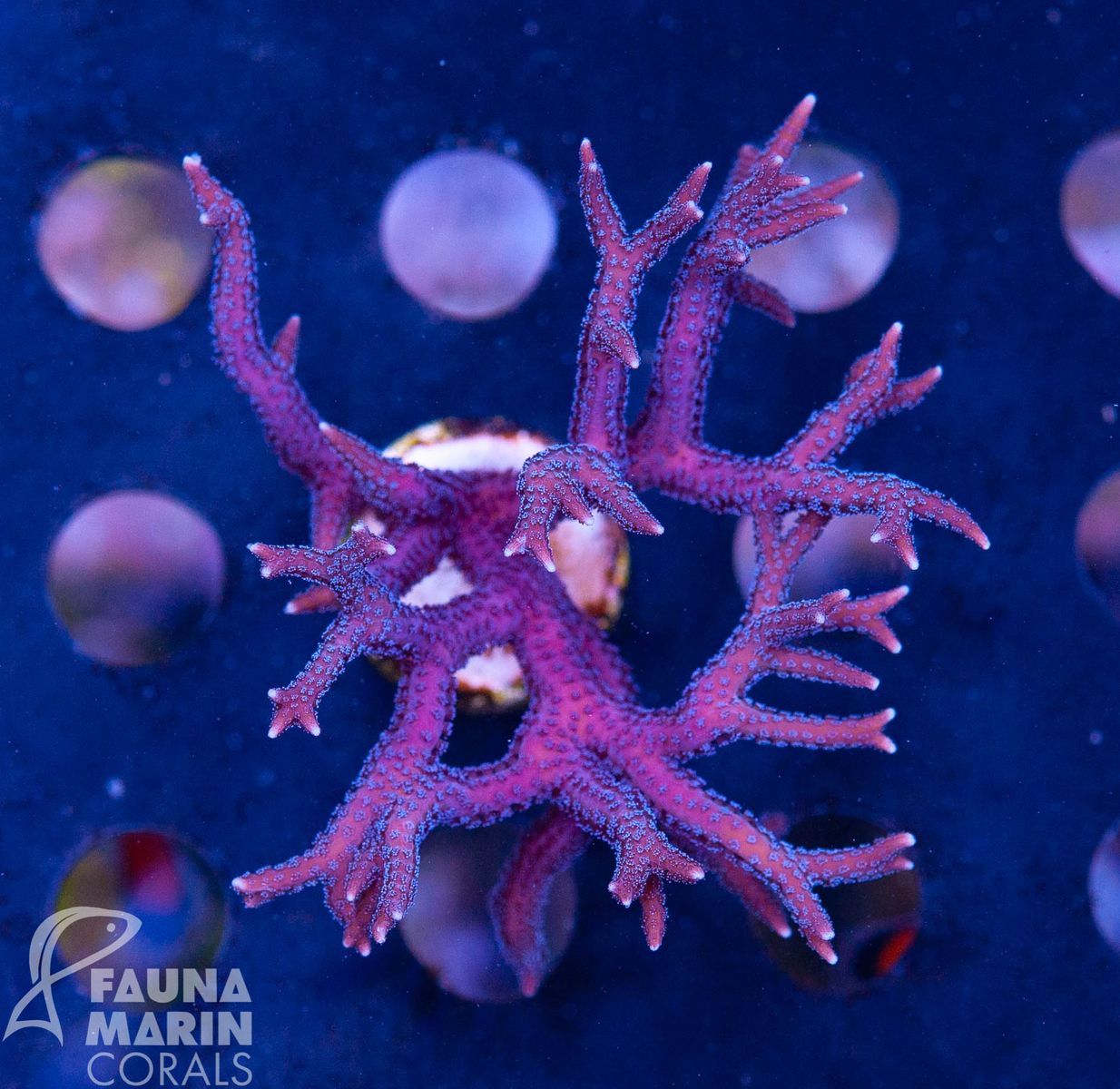 FMC Seriatopora hystrix purple V