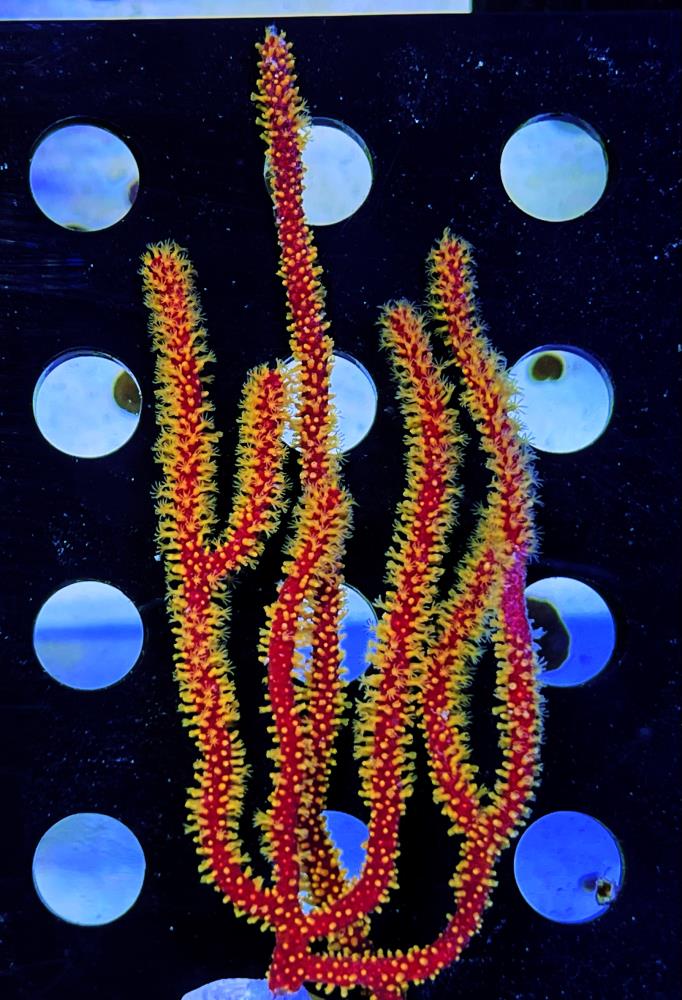 FMC Menella sp. - orange Polyps V