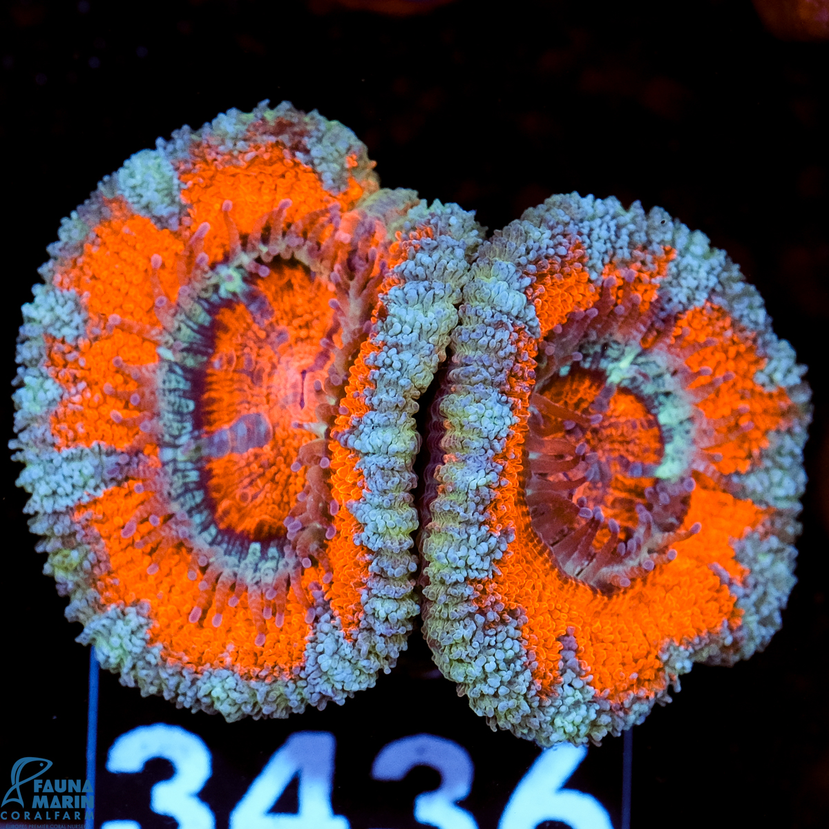 FMC Micromussa lordhowensis Orange Blue Ring