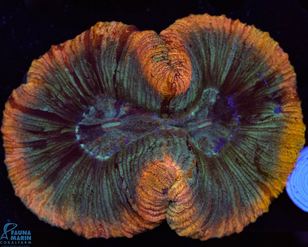 FMC Trachyphyllia geoffroyi