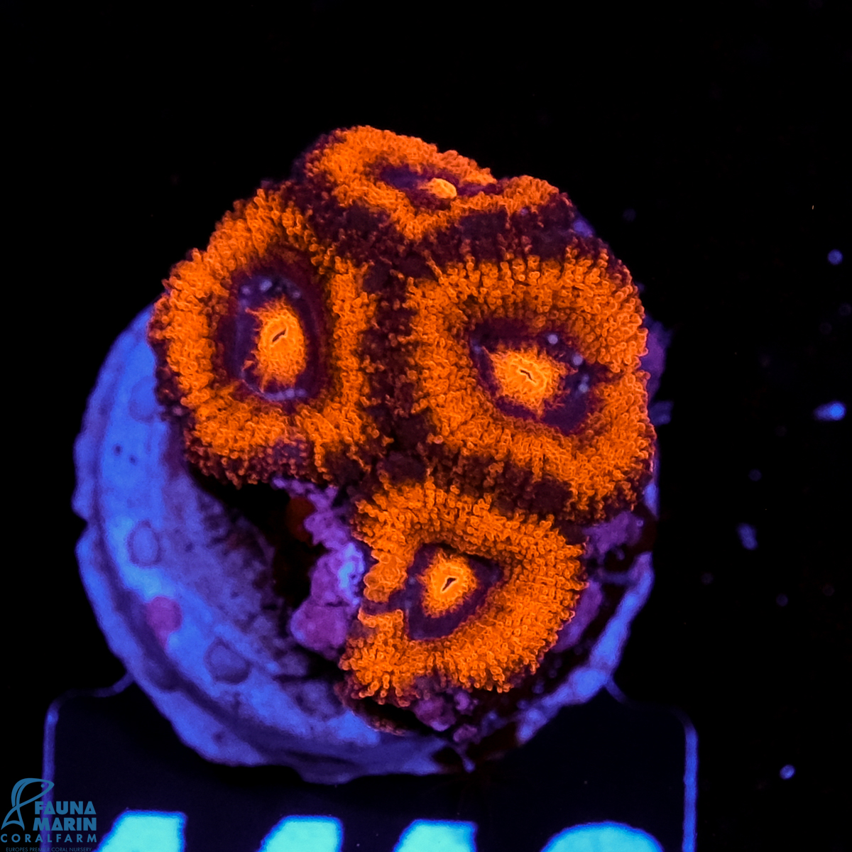 FMC Micromussa amakuensis Red Ring