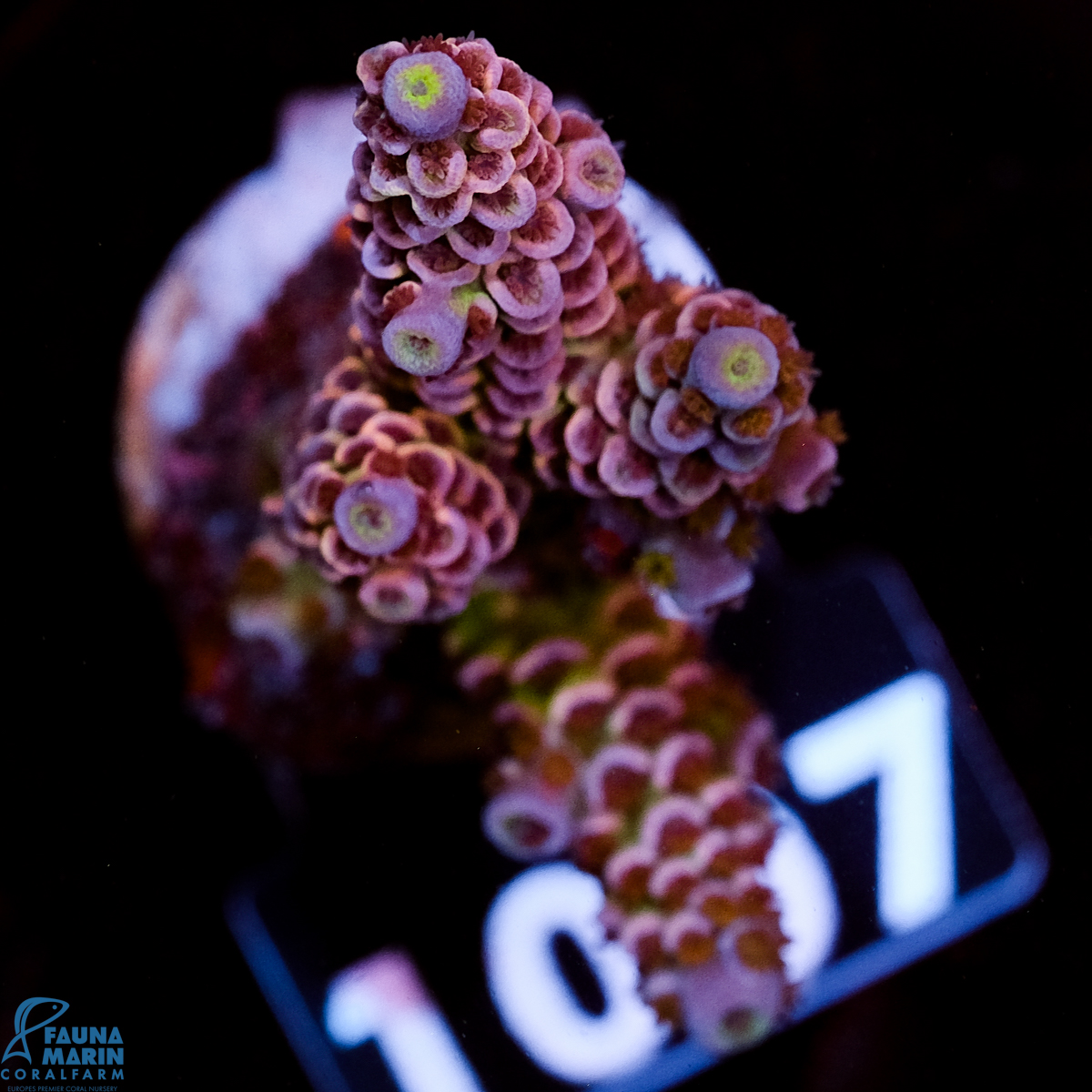 FMC Acropora tenuis J. Pinkman