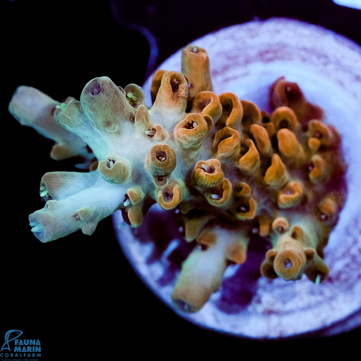 FMC Acropora Jango Fett