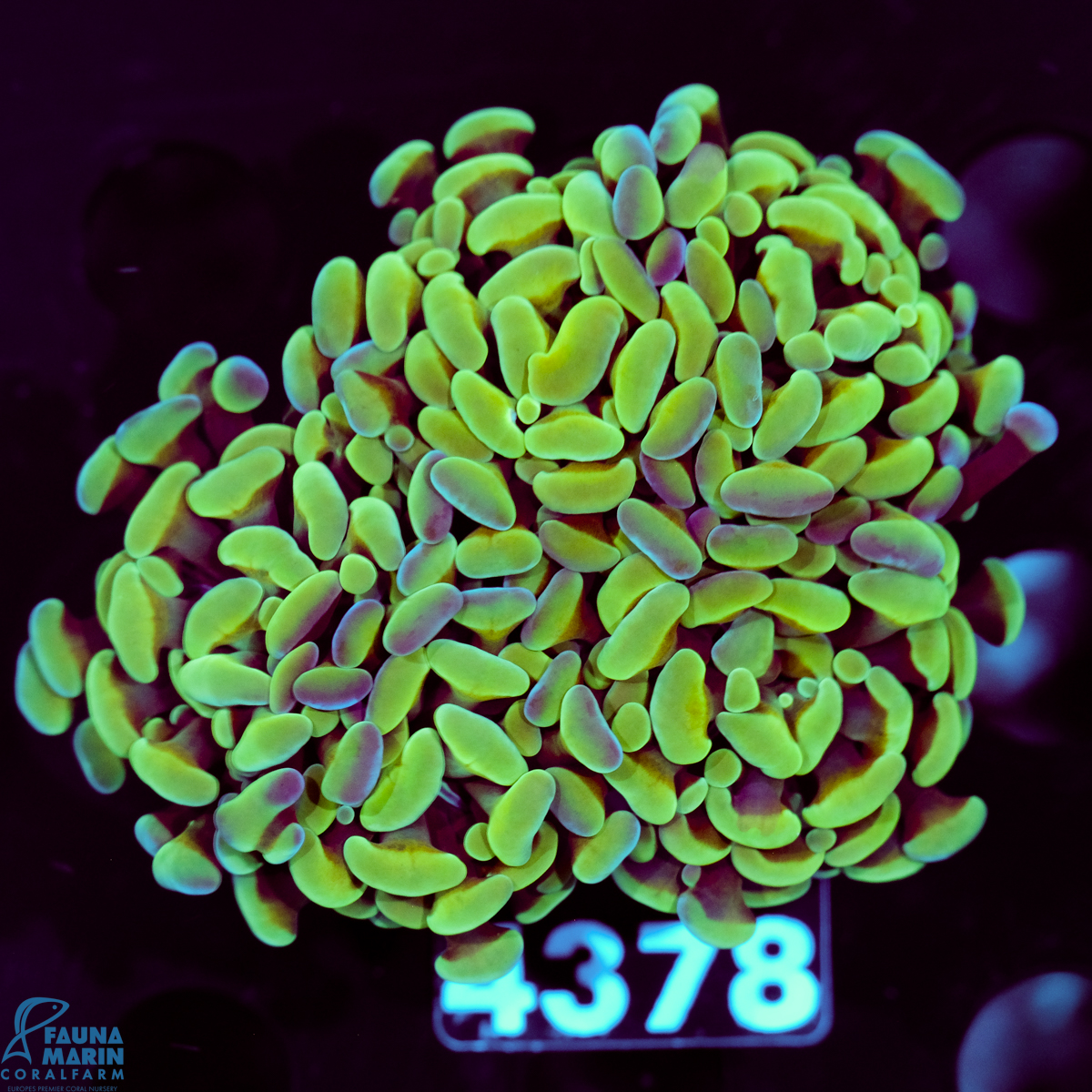 FMC Euphyllia baliensis Yellowish