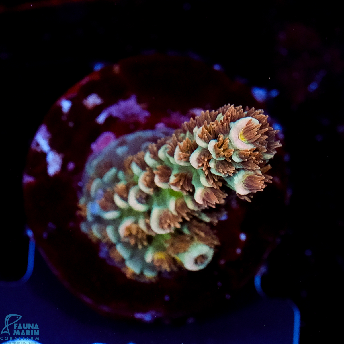 FMC Acropora tenuis Old Copper