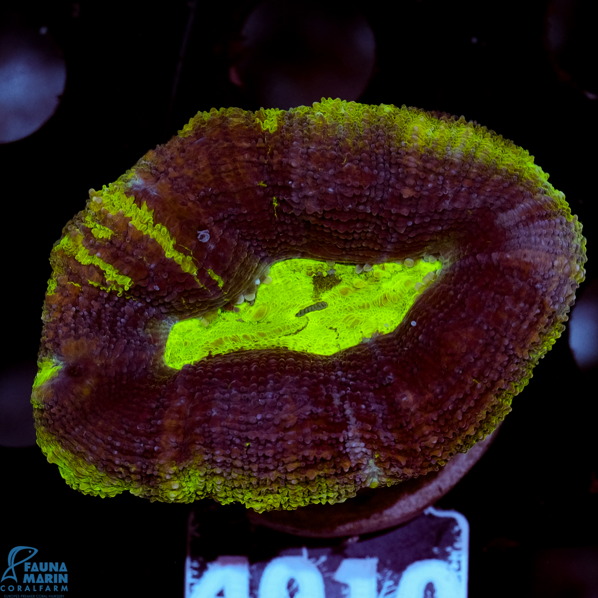 FMC Acanthastrea bowerbanki Green