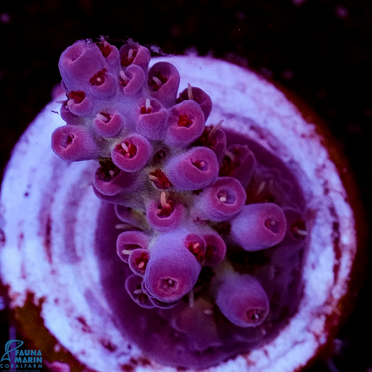 FMC Acropora Ursula