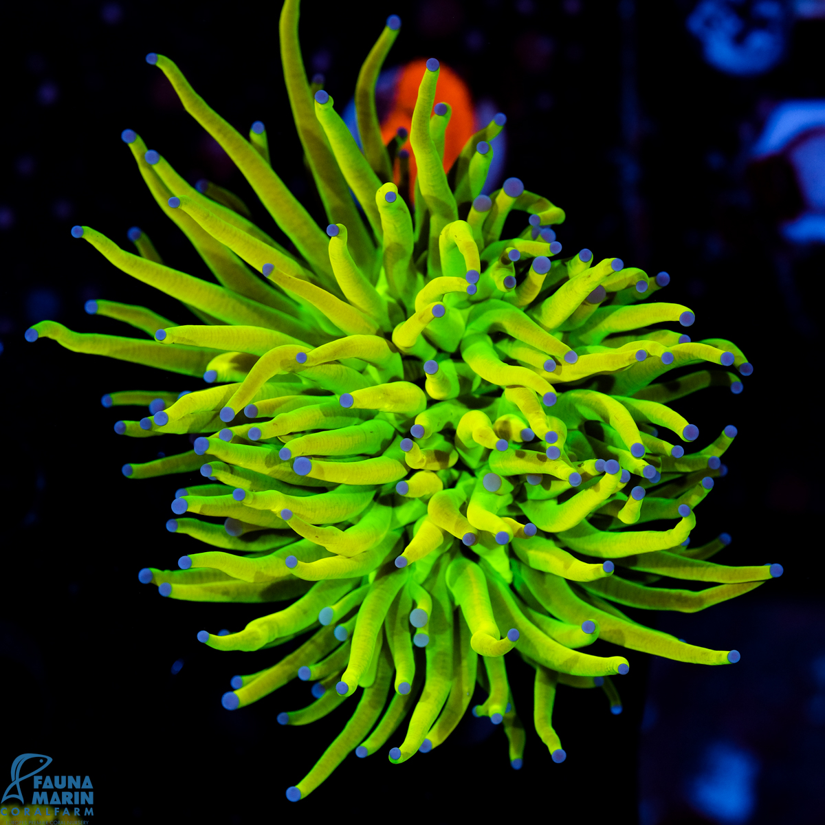 FMC Euphyllia glabrescens Holy Grail