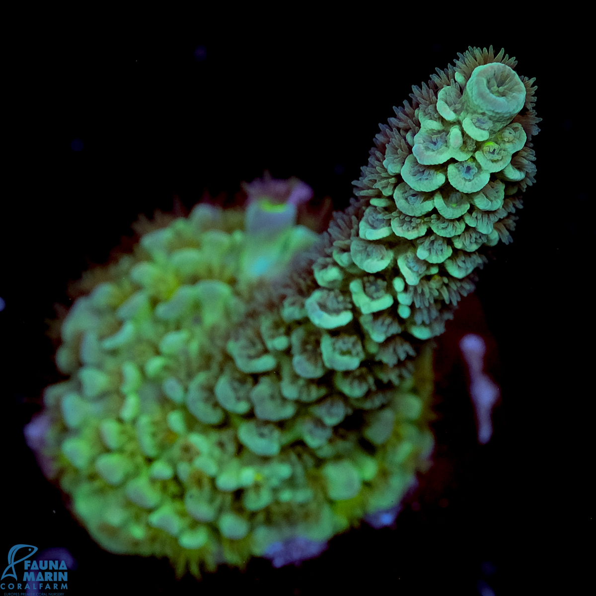 FMC Acropora tenuis Mint