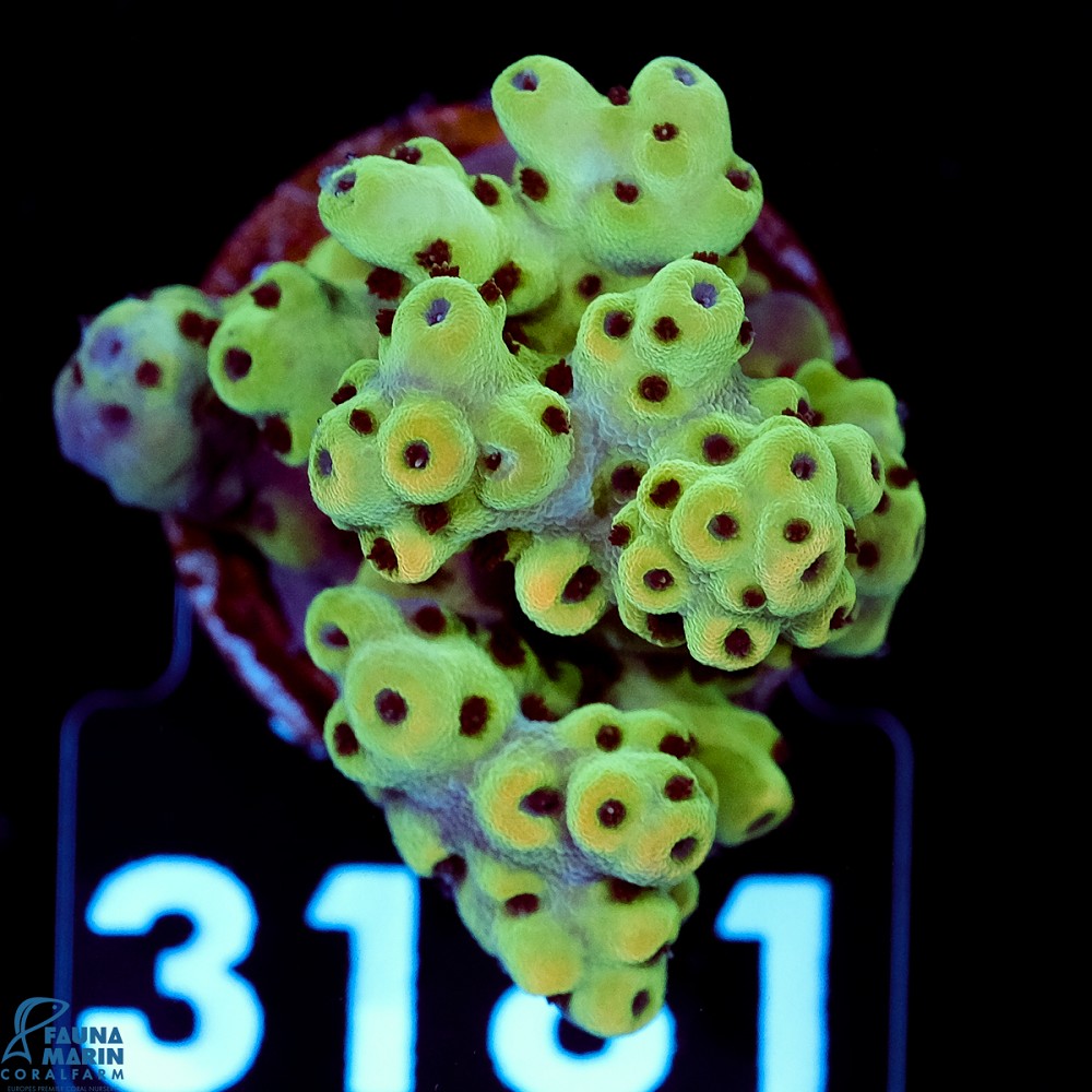 FMC Acropora sarmentosa