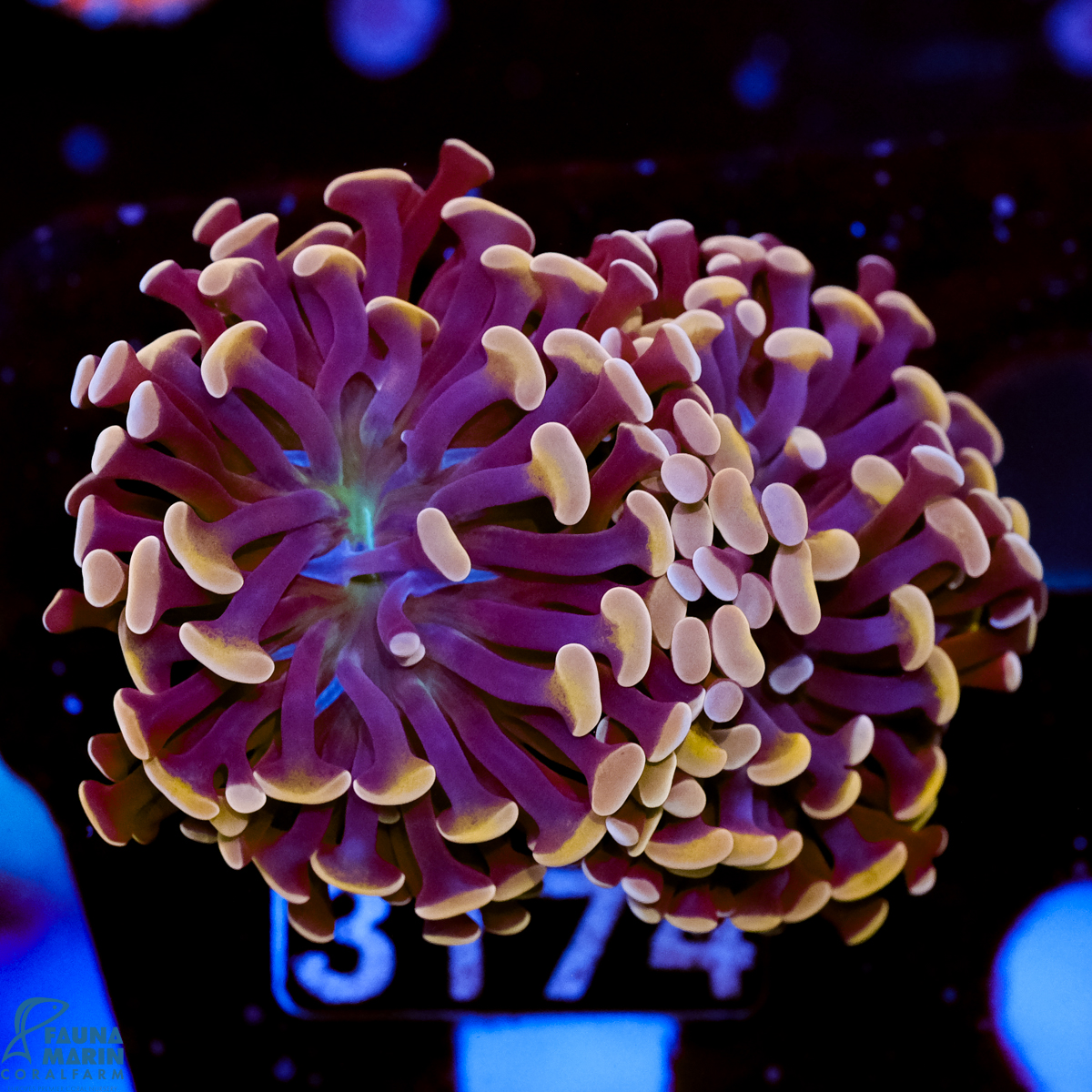 FMC Euphyllia paraancora Orange