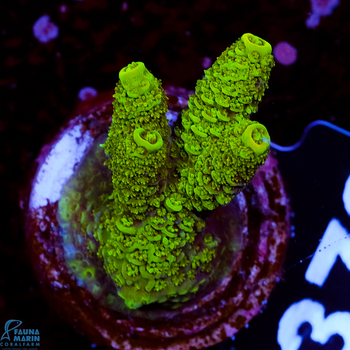 FMC Acropora millepora Green