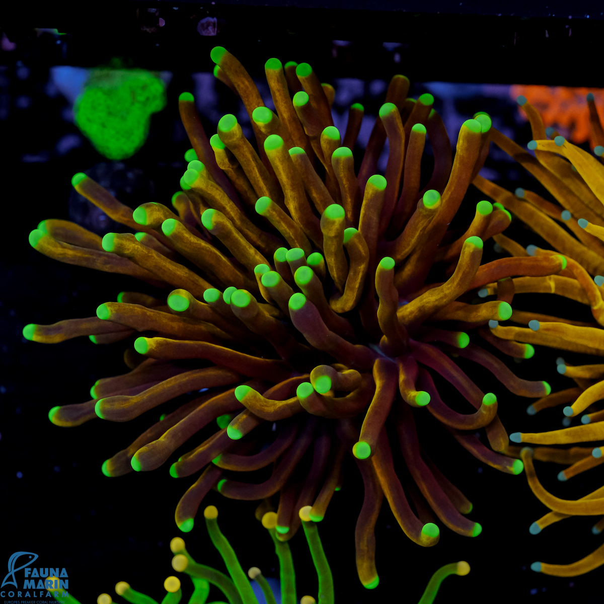 FMC Euphyllia Dragon Flame