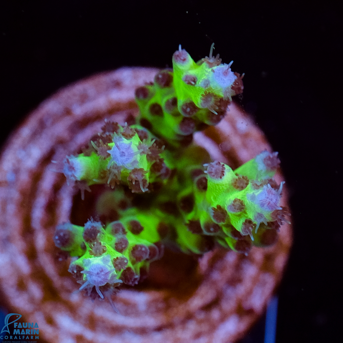 FMC Acropora subulata Blue Green