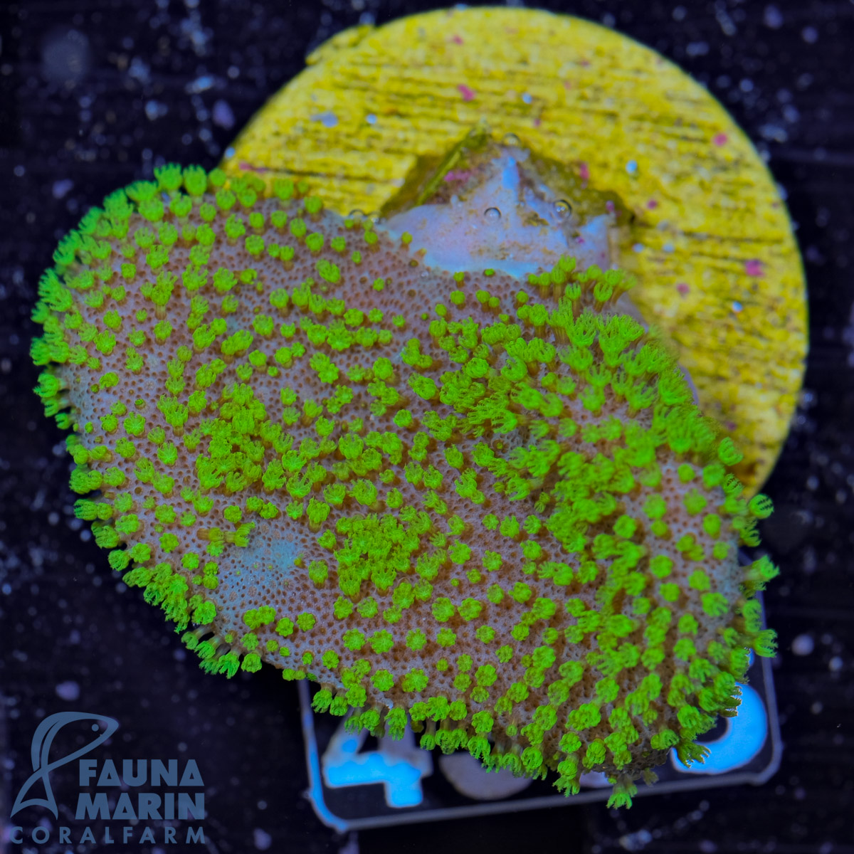 FMC Sarcophyton FIJI Green Polyps V