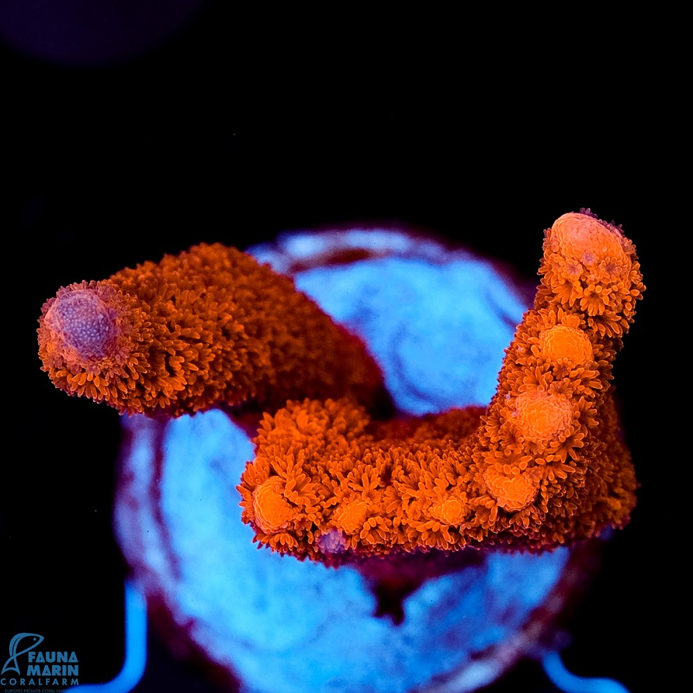 FMC Montipora digitata Red