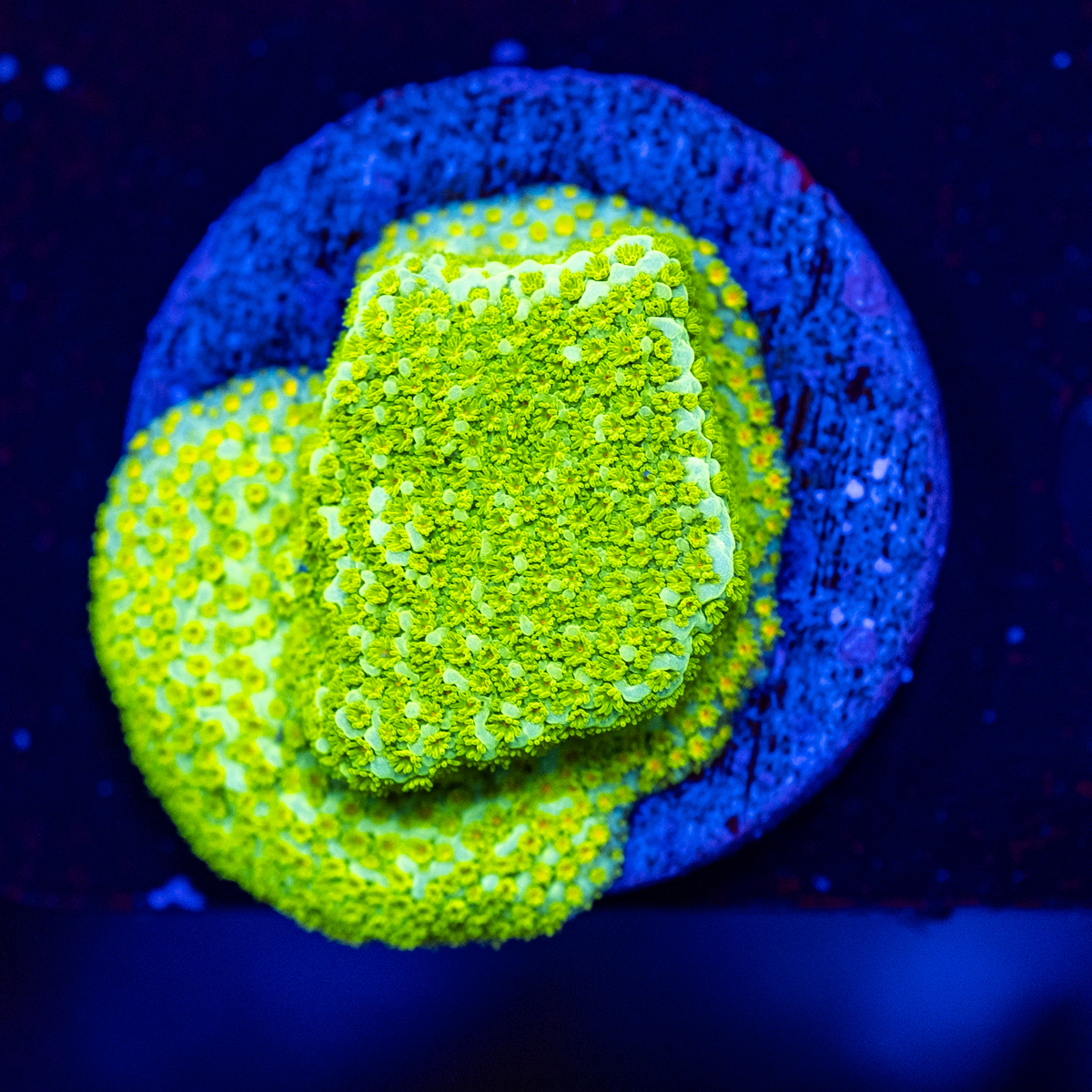 US Style Primefrags® Montipora Pokerstar V