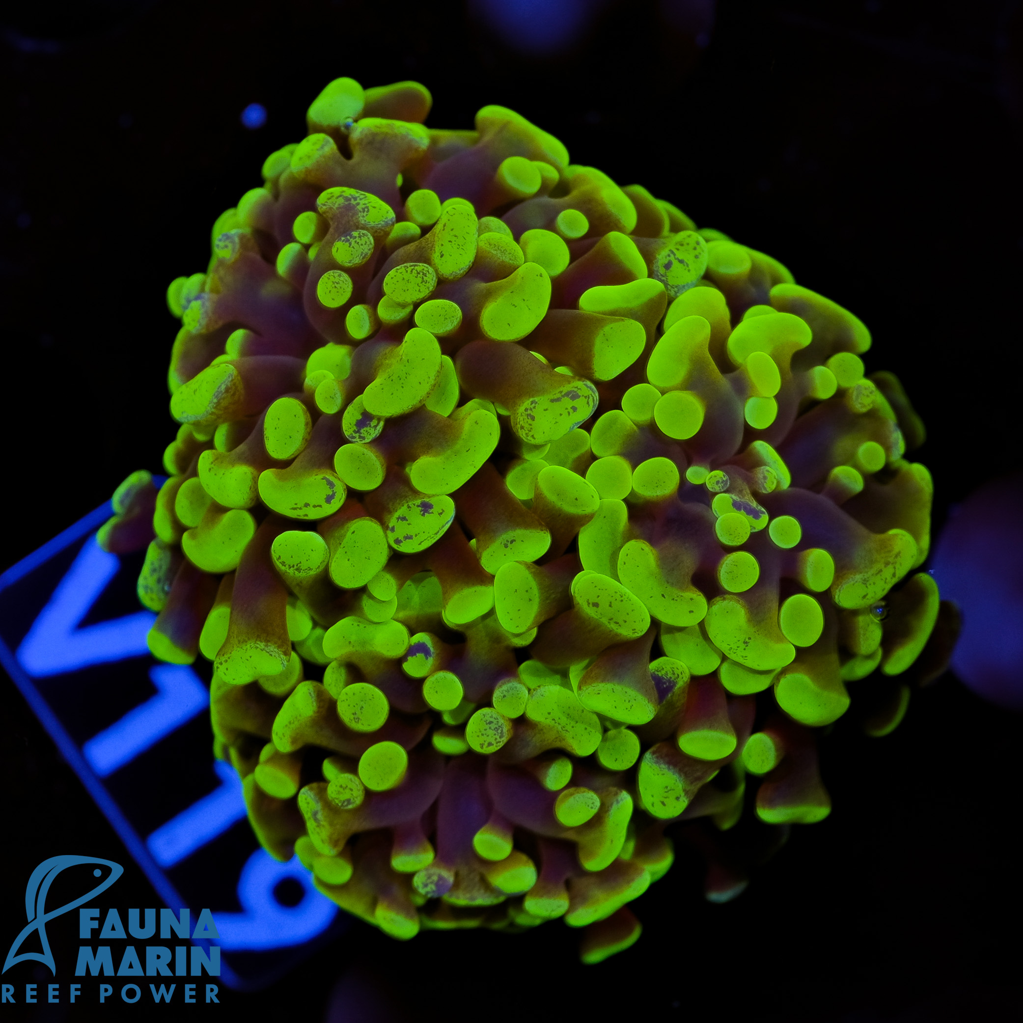 FMC Euphyllia paraancora Green 1-2 Polypen V