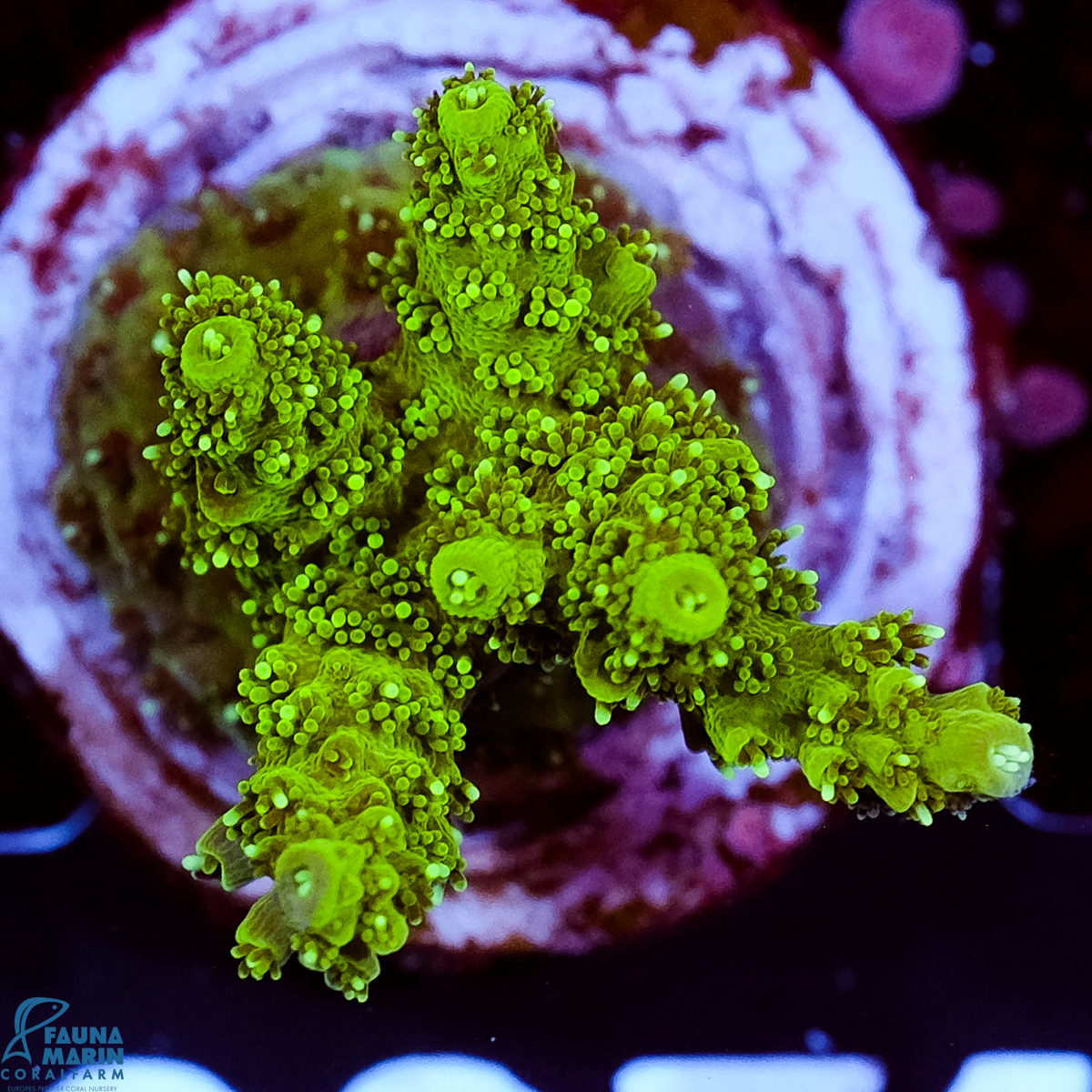 FMC Acropora hyacinthus Green