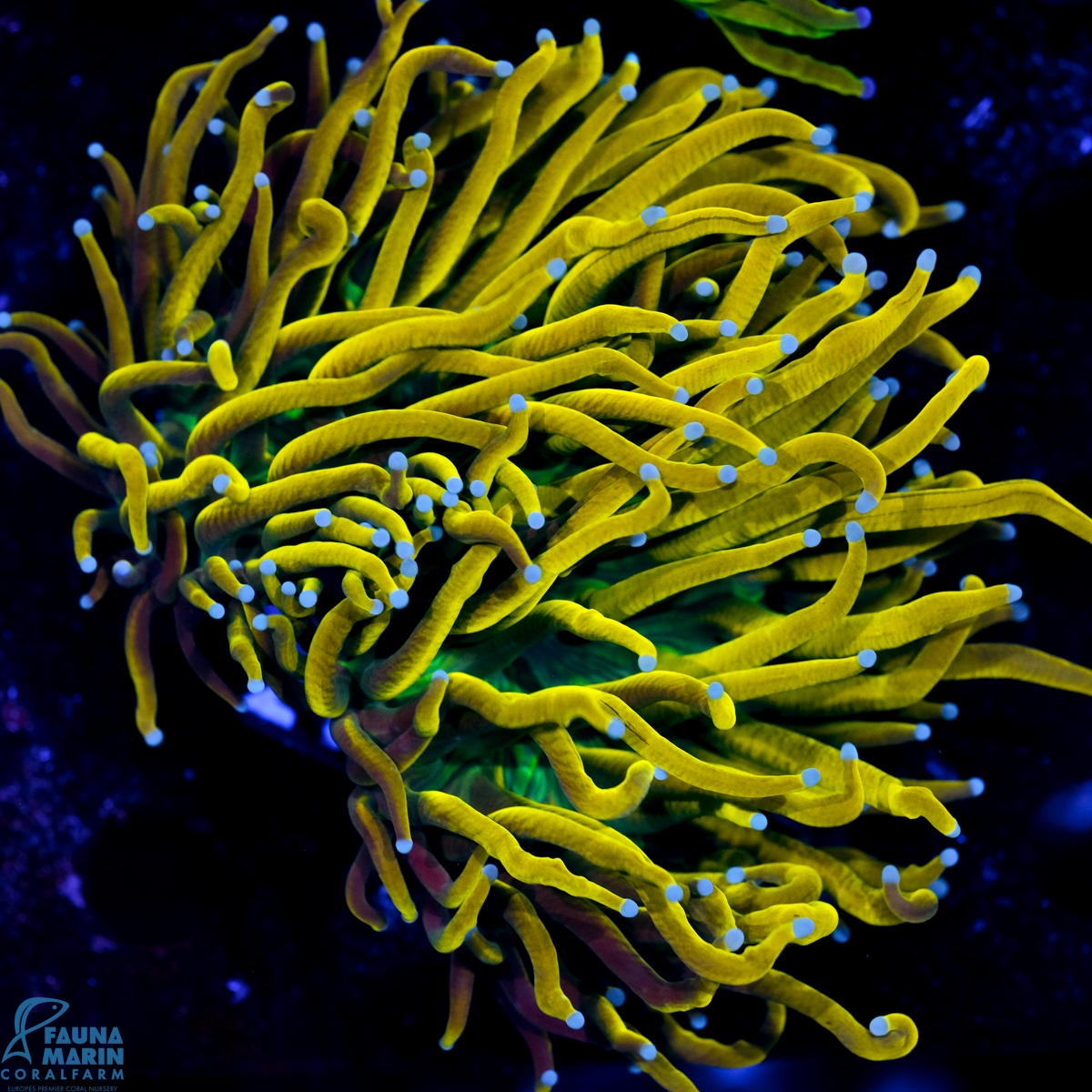 FMC Euphyllia glabrescens Masterpiece