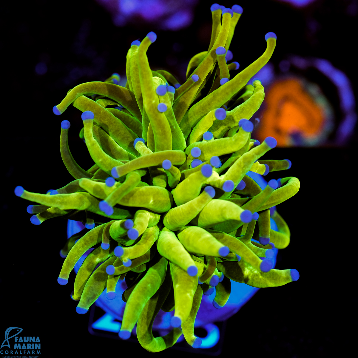 FMC Euphyllia glabrescens Holy Grail