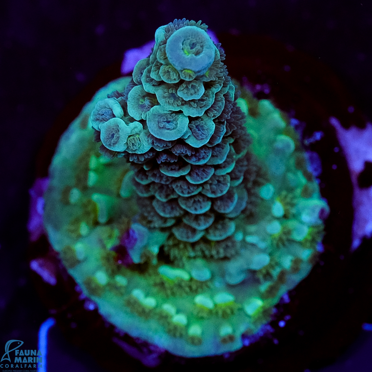 FMC Acropora tenuis Mint