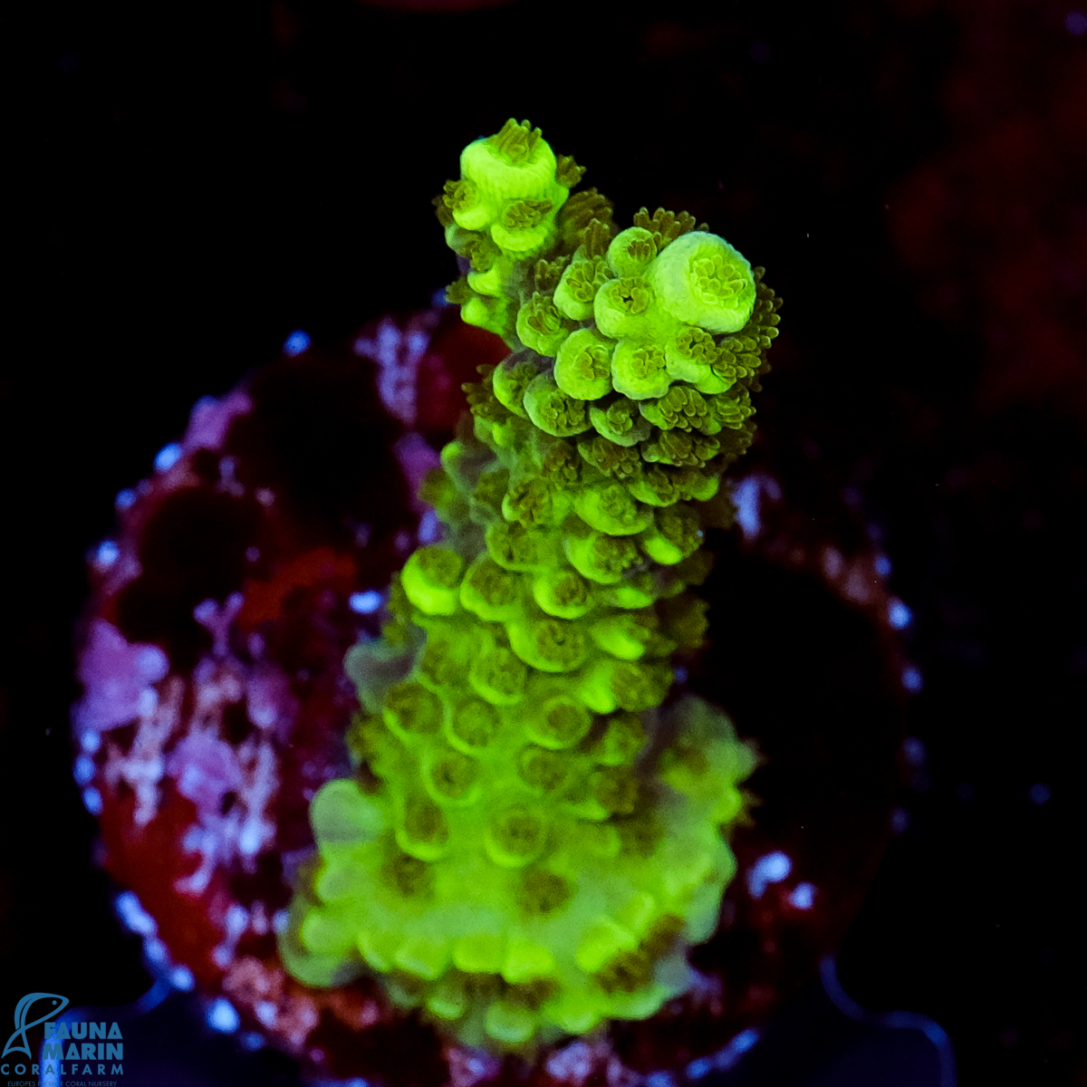 FMC Acropora tenuis Green