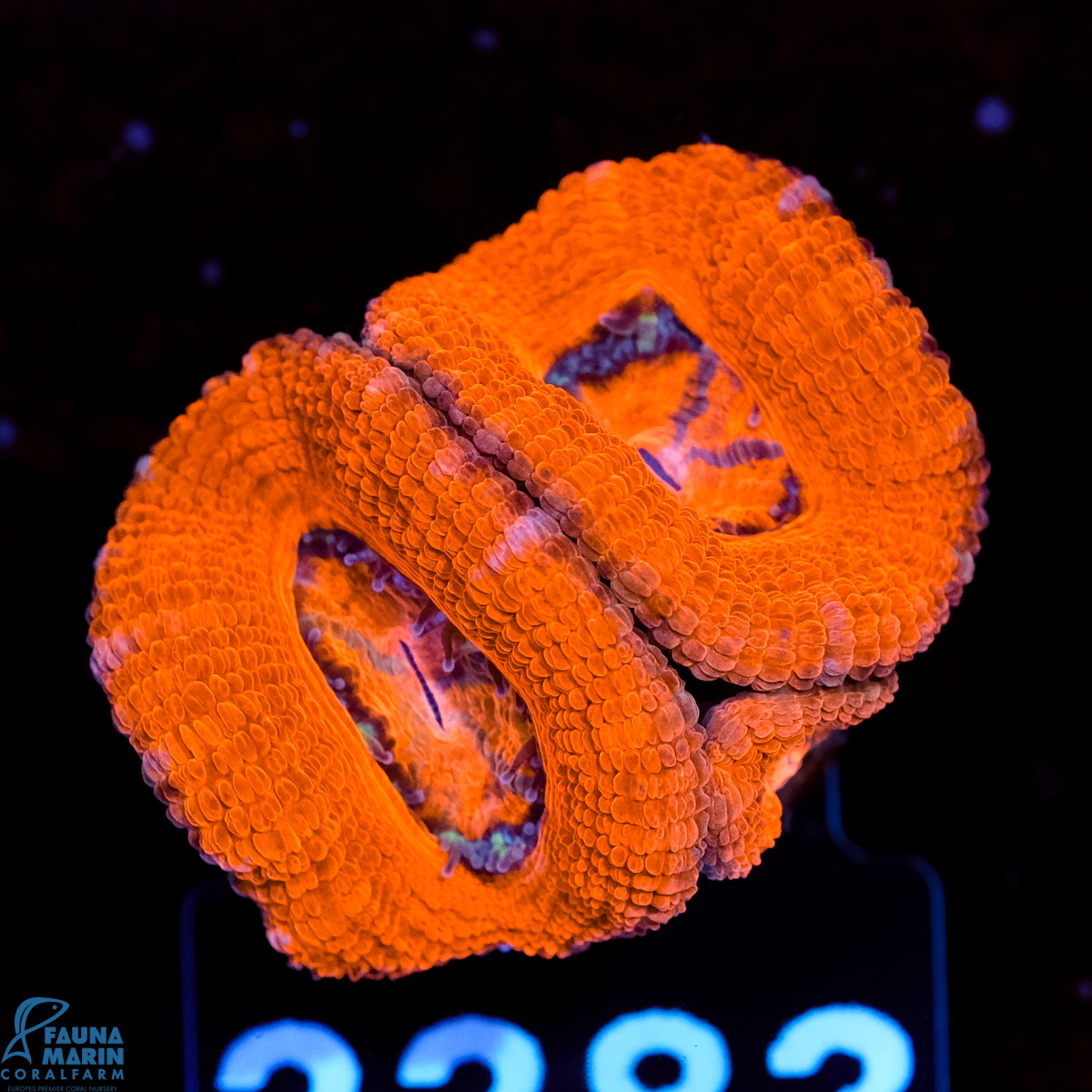 FMC Micromussa lordhowensis Orange