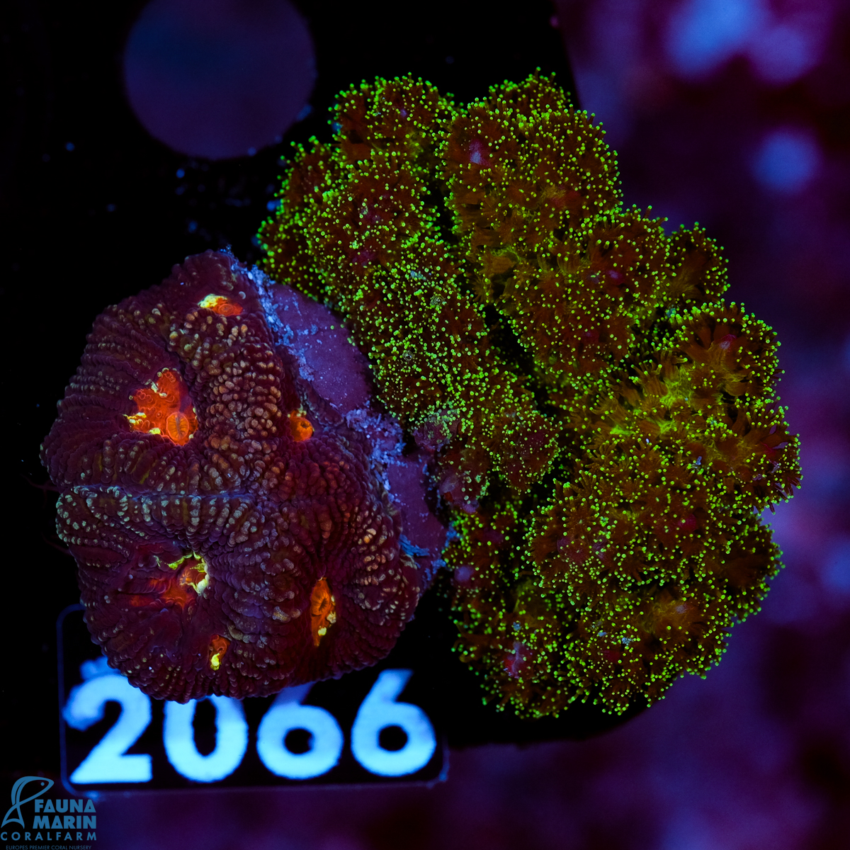 FMC Goniastrea Pocillopora double