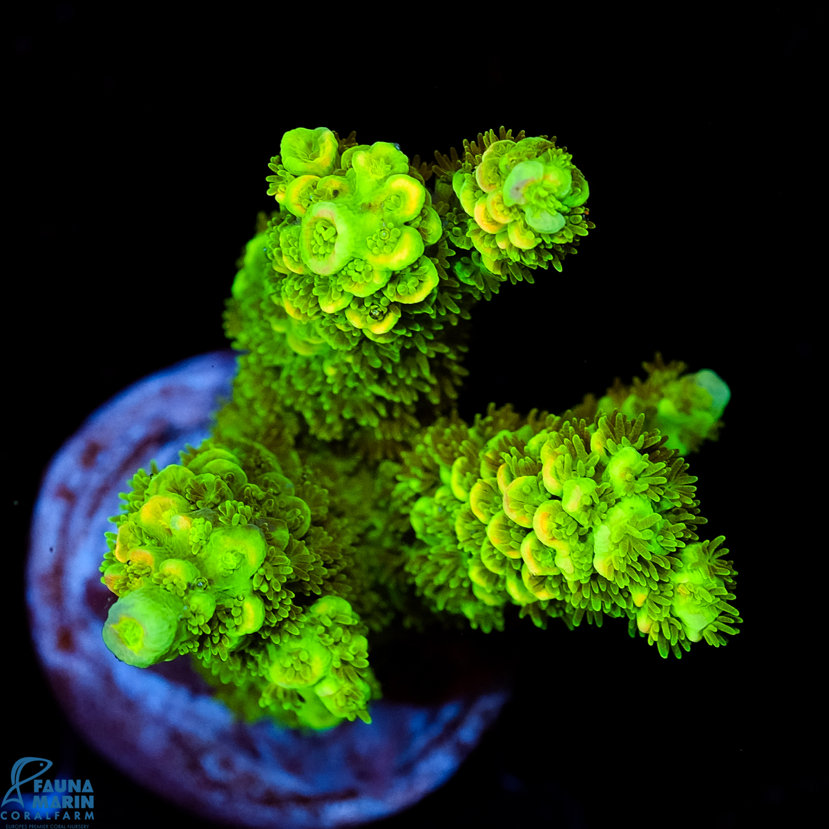 FMC Acropora tenuis Green