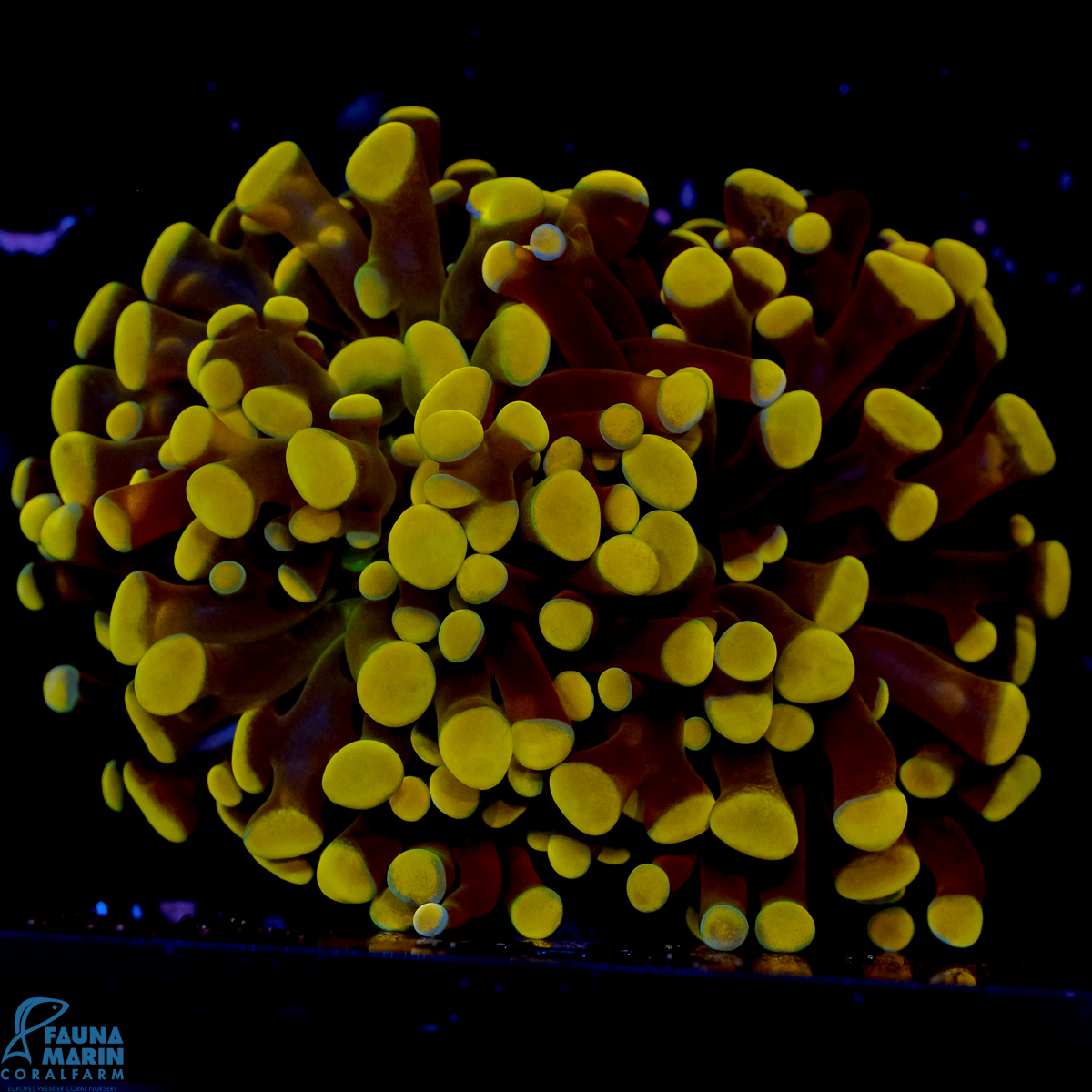 FMC Euphyllia baliensis Gold Nugget