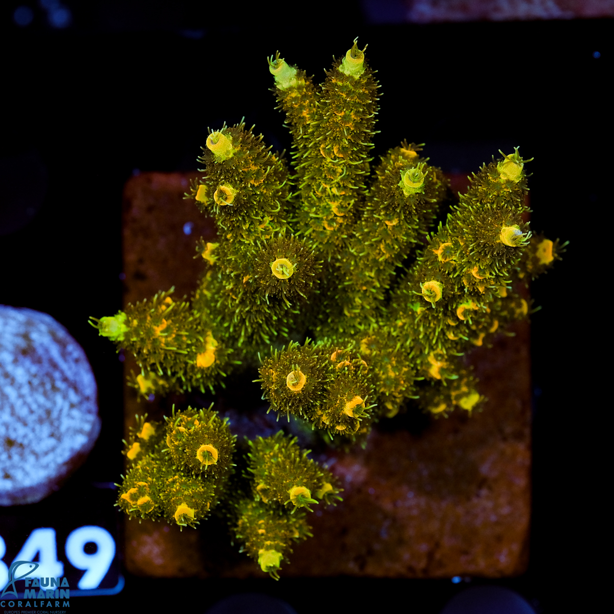 FMC Acropora millepora Green Yellow