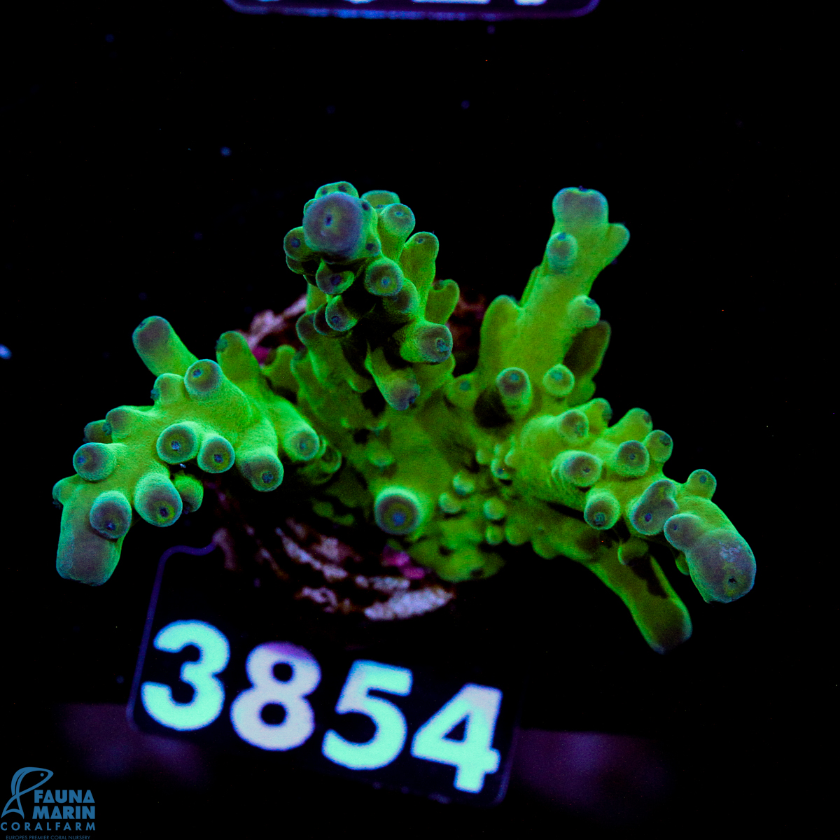 FMC Acropora austera Yellow Tip