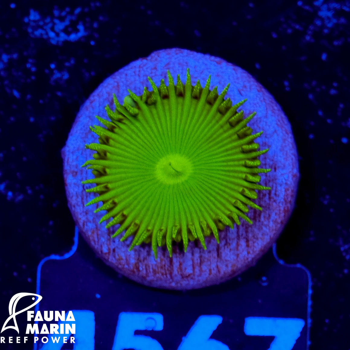 FMC Palythoa Nuclear Green 1 Polyp V