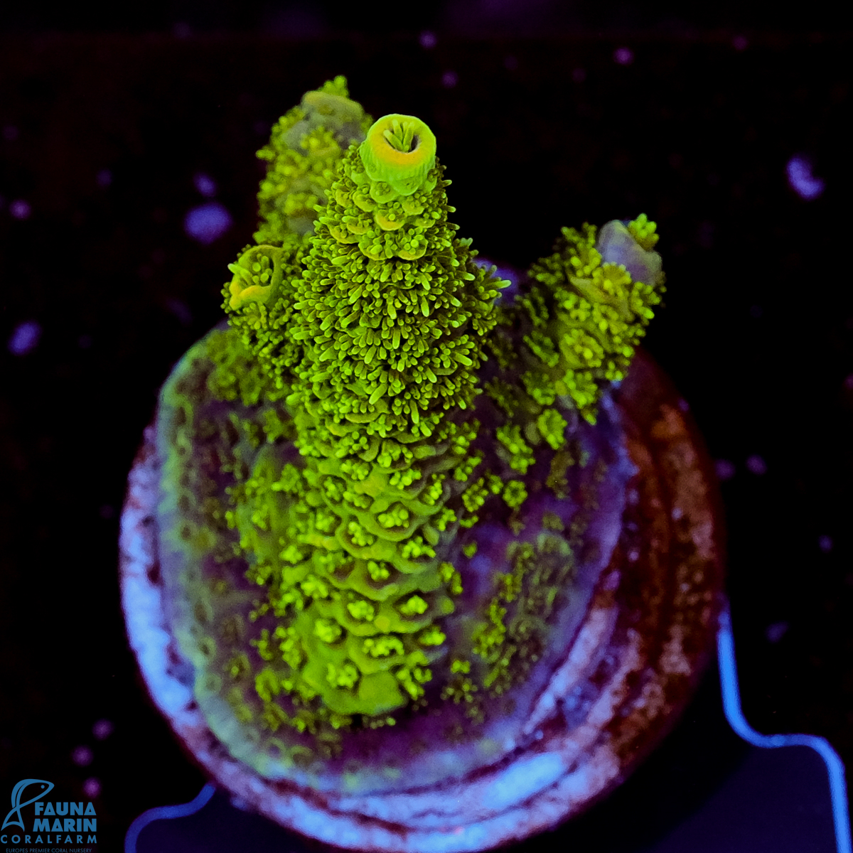 FMC Acropora millepora Green