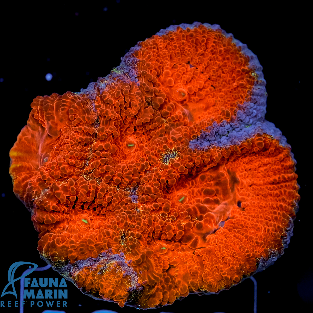 FMC Goniastrea Red´n Blue