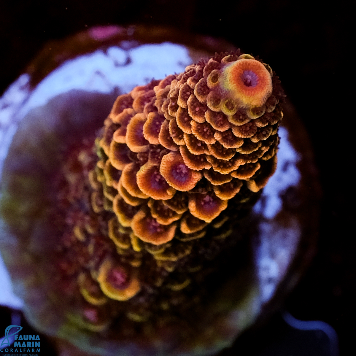 FMC Acropora spathulata Sparkle