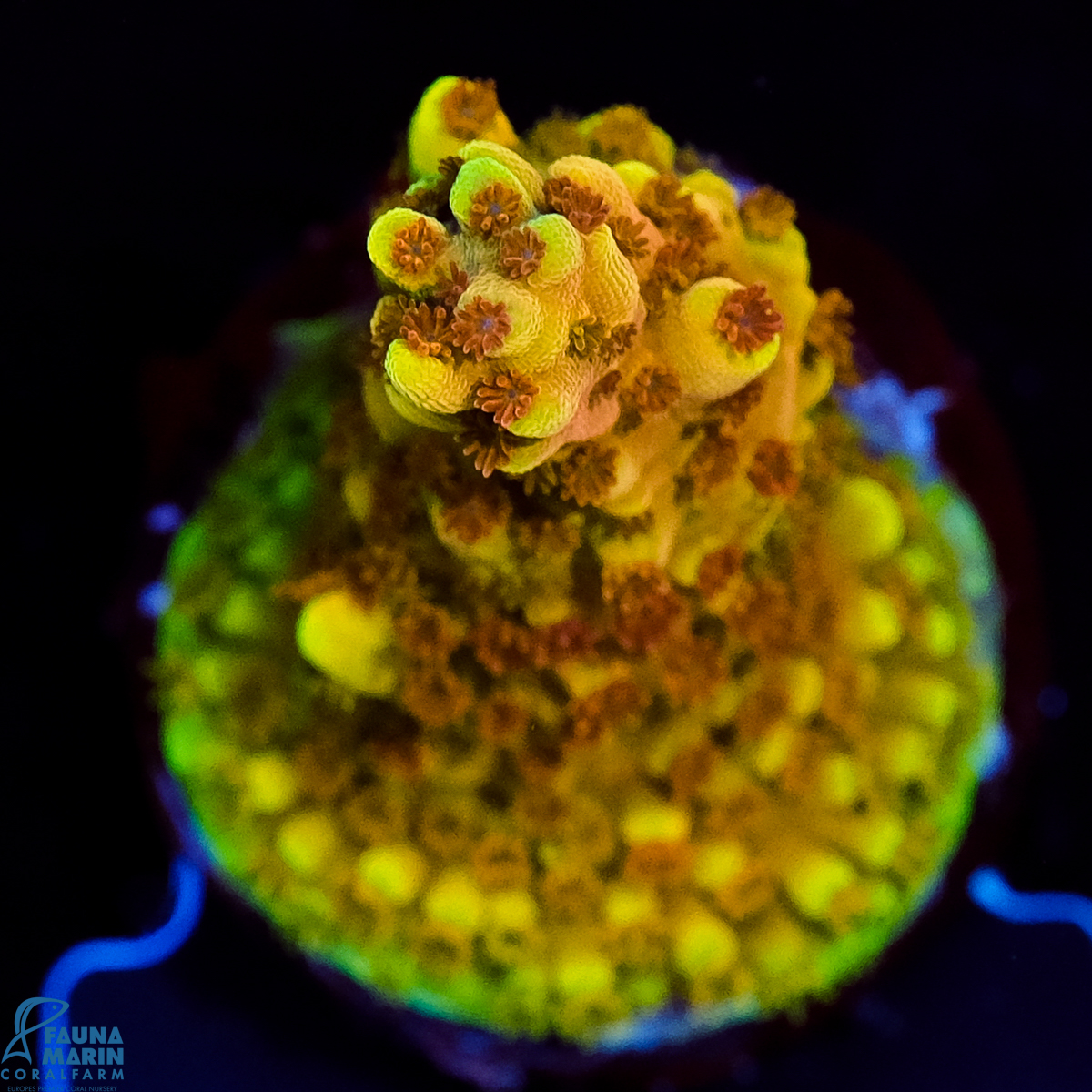 FMC Acropora natalensis Dragonsbreath