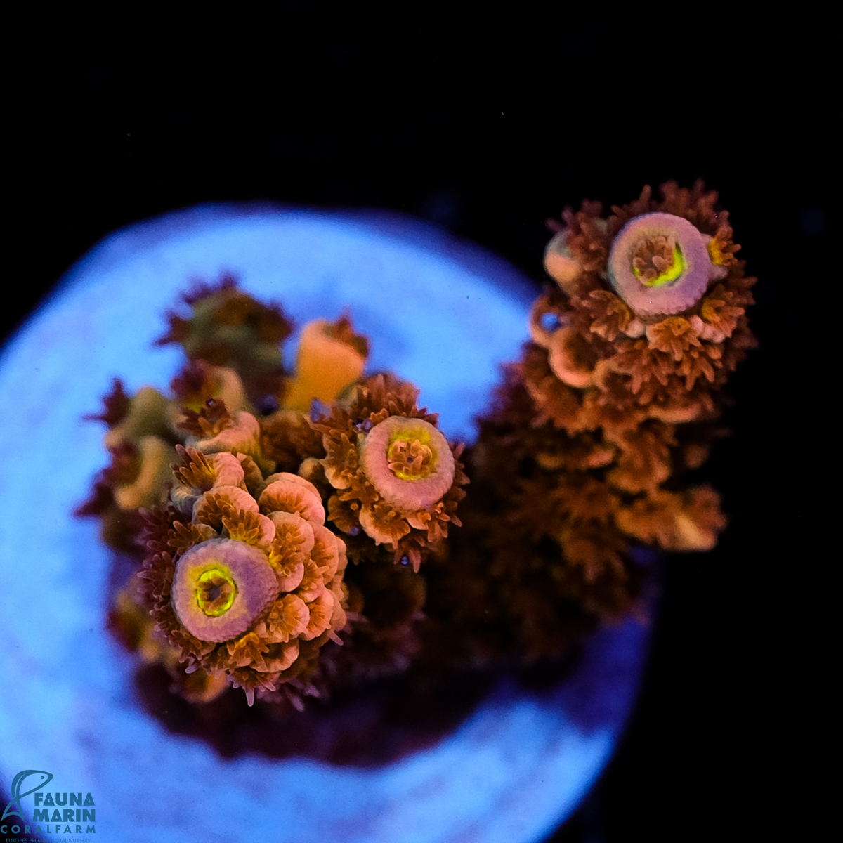 FMC Acropora tenuis Pink Power