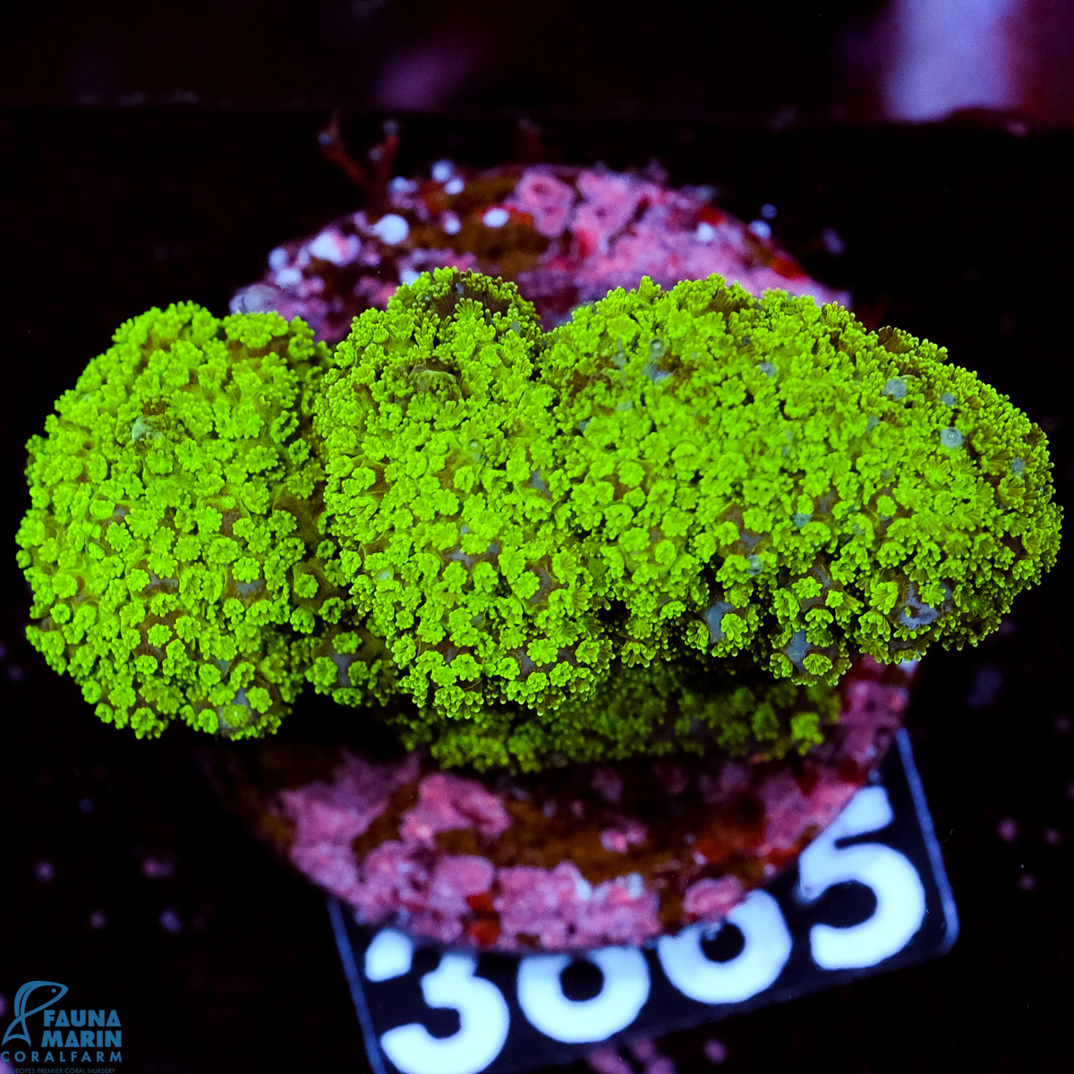 FMC Pocillopora Green