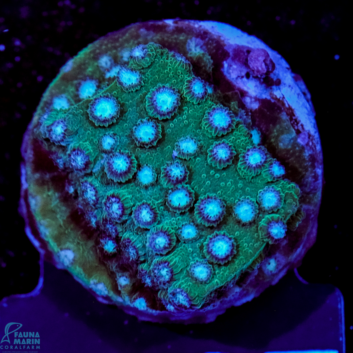 FMC Cyphastrea Blue Osé