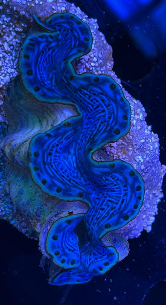 FMC Tridacna maxima