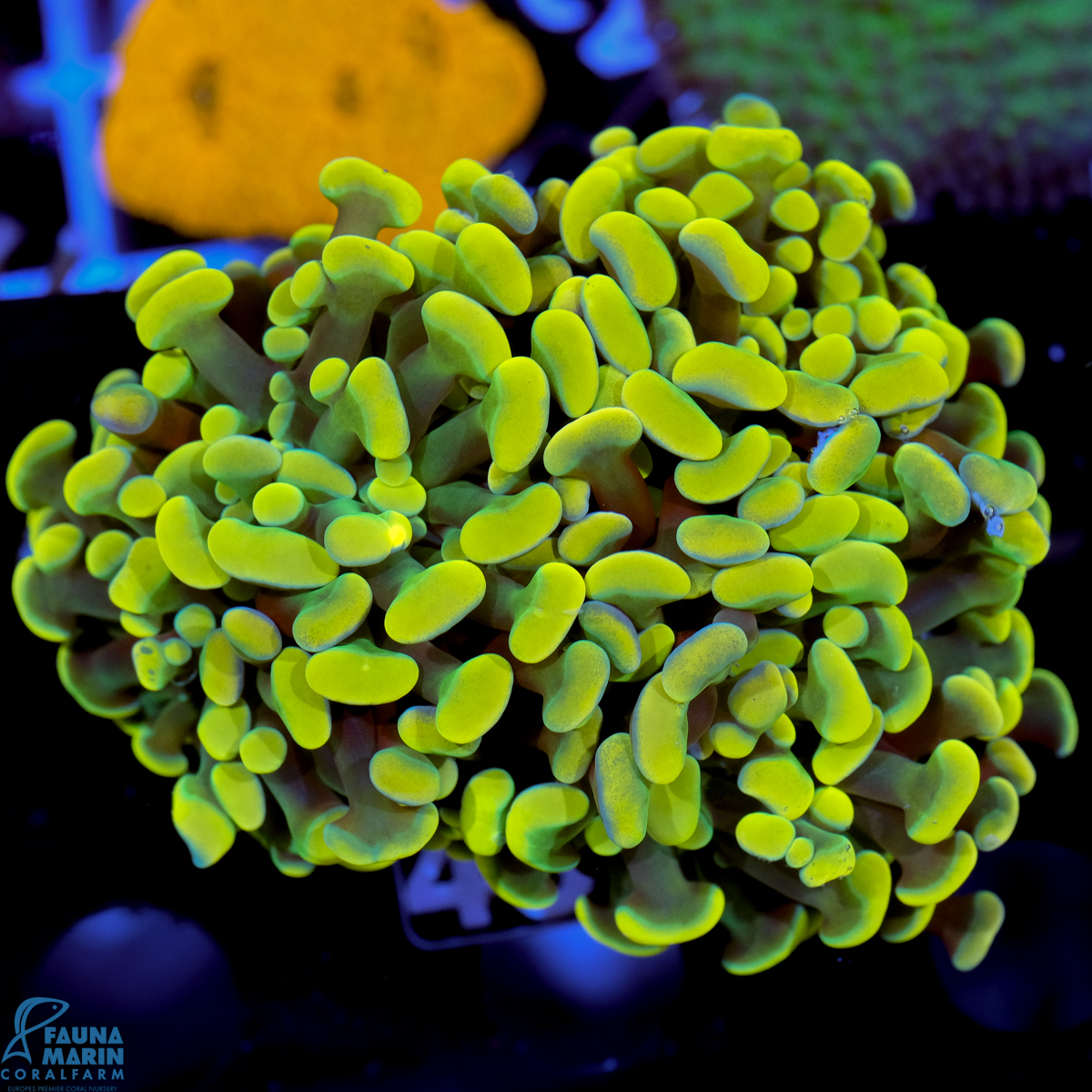 FMC Euphyllia baliensis Summer Time