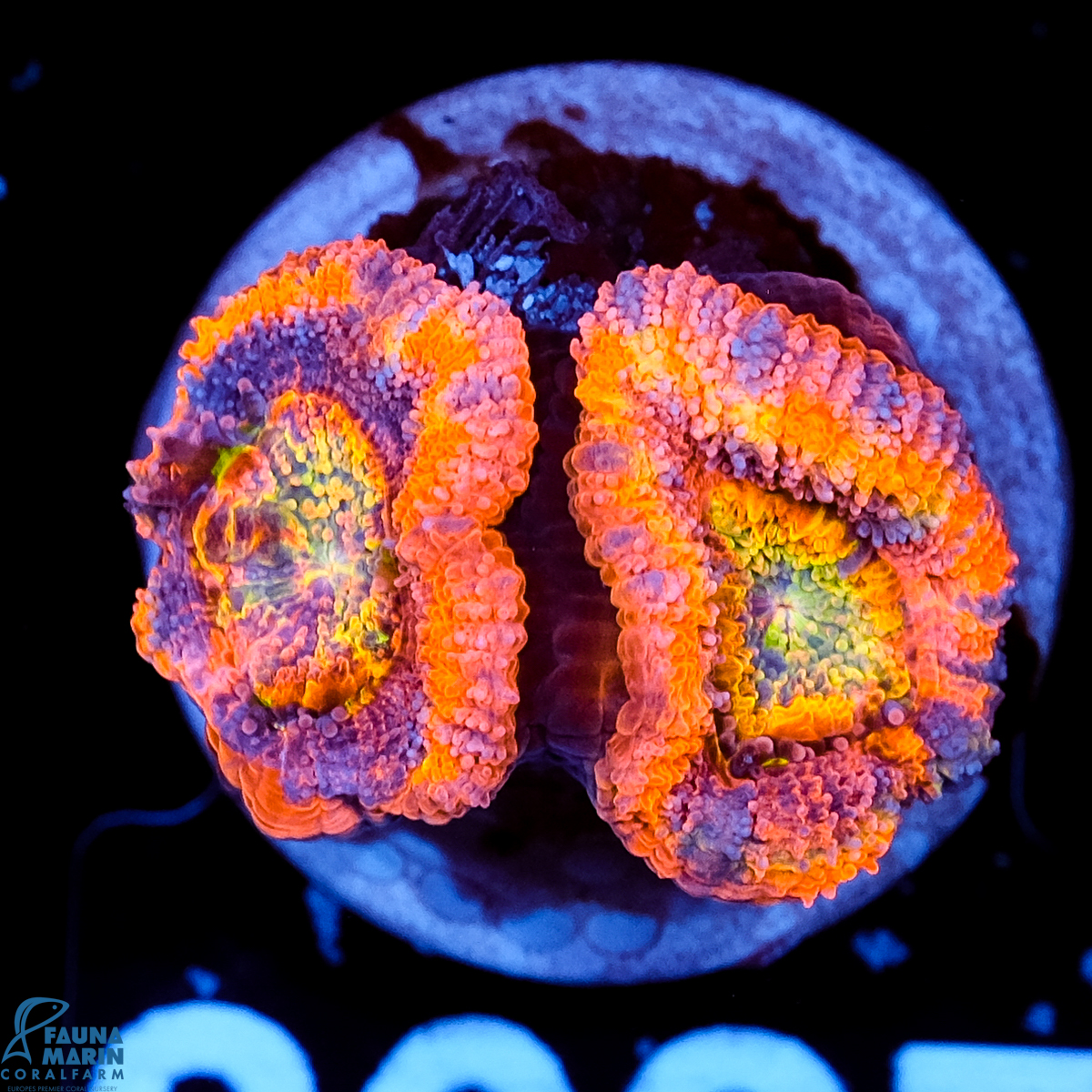 FMC Micromussa lordhowensis Rainbow