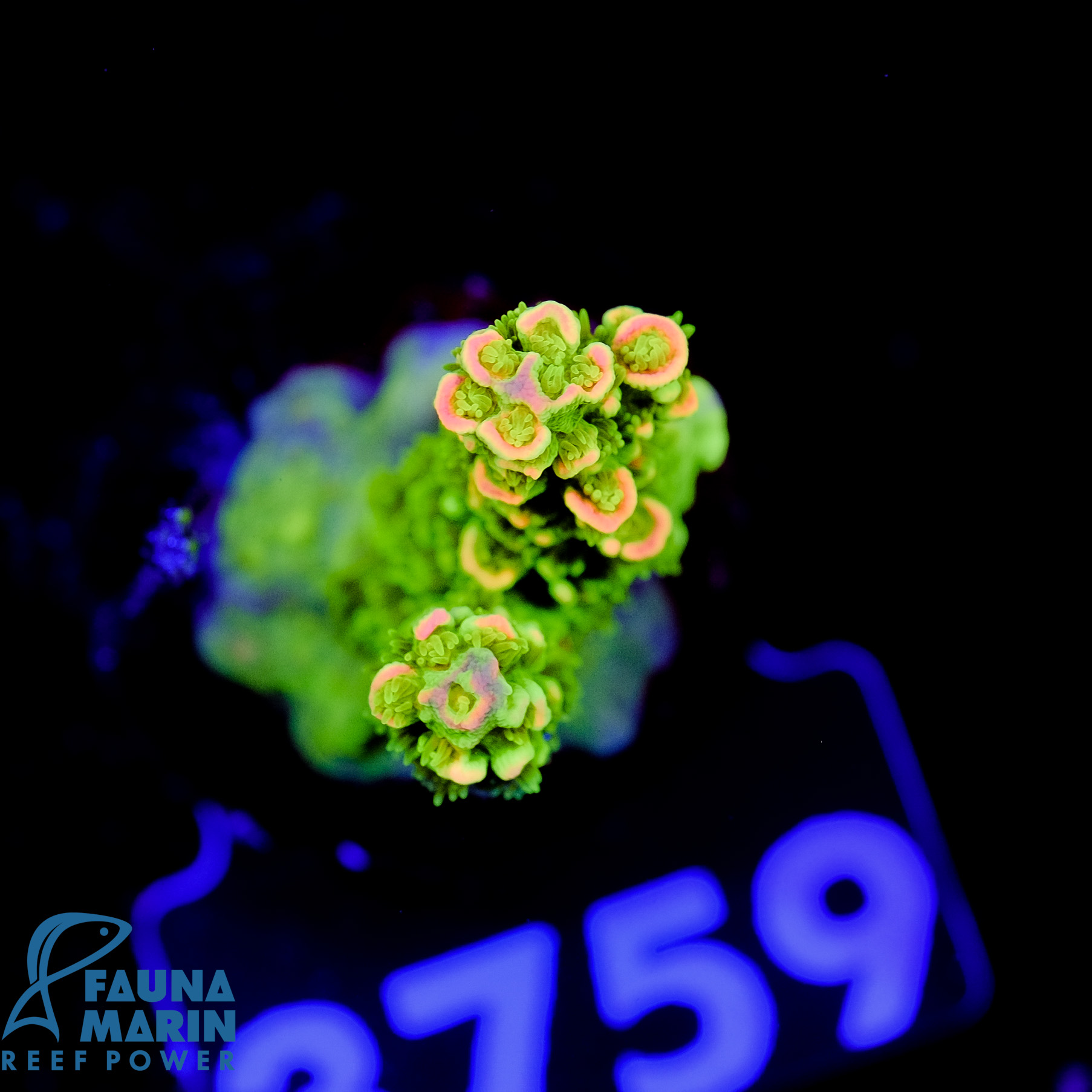 FMC Acropora tenuis Yellow Shine