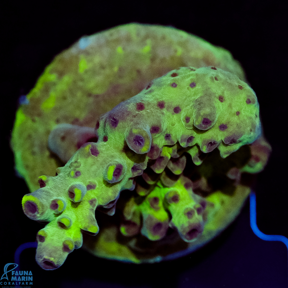 FMC Acropora Sp.