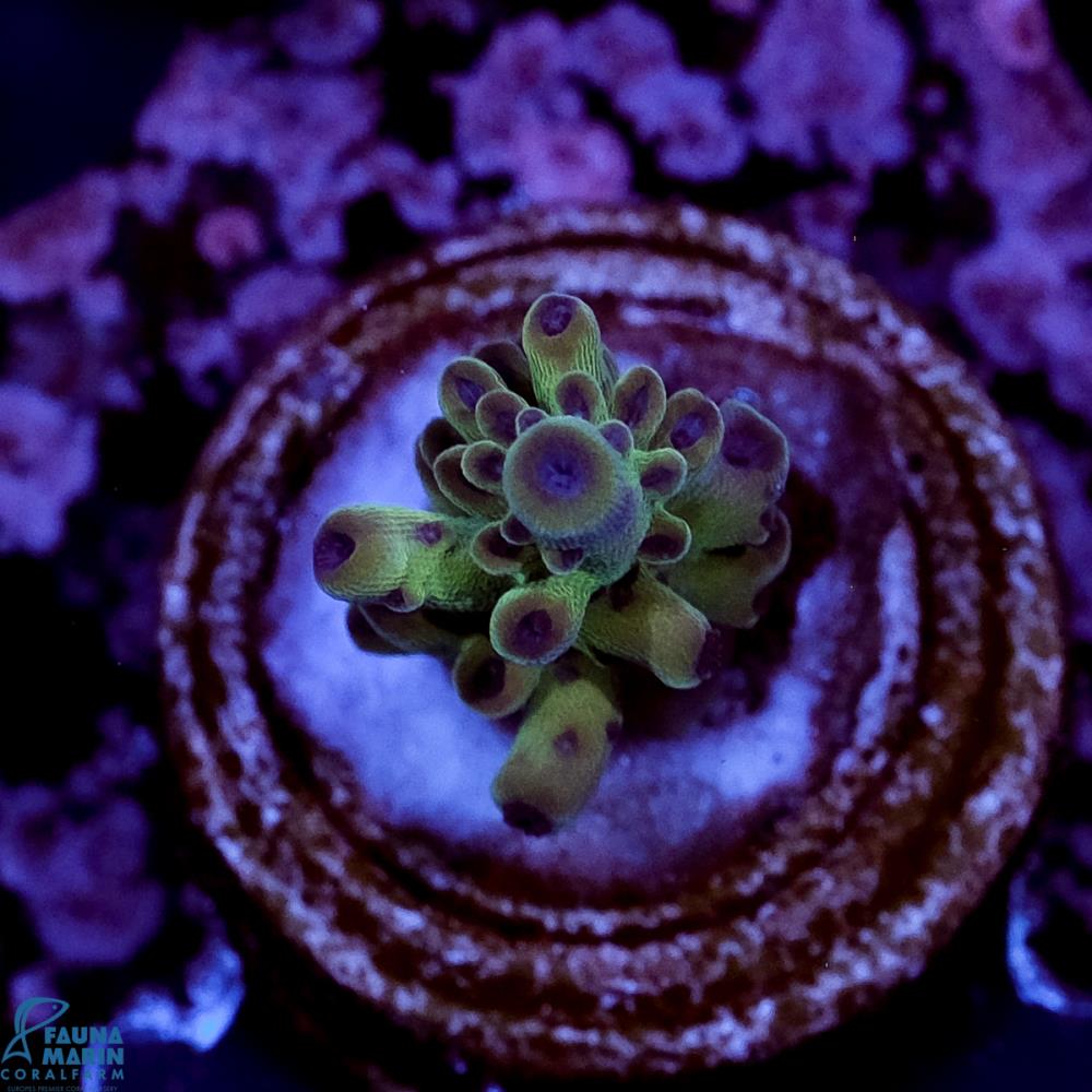 FMC Acropora Magic Blue