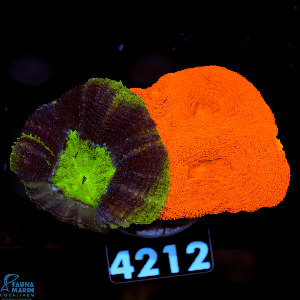 FMC Acanthastrea bowerbanki double